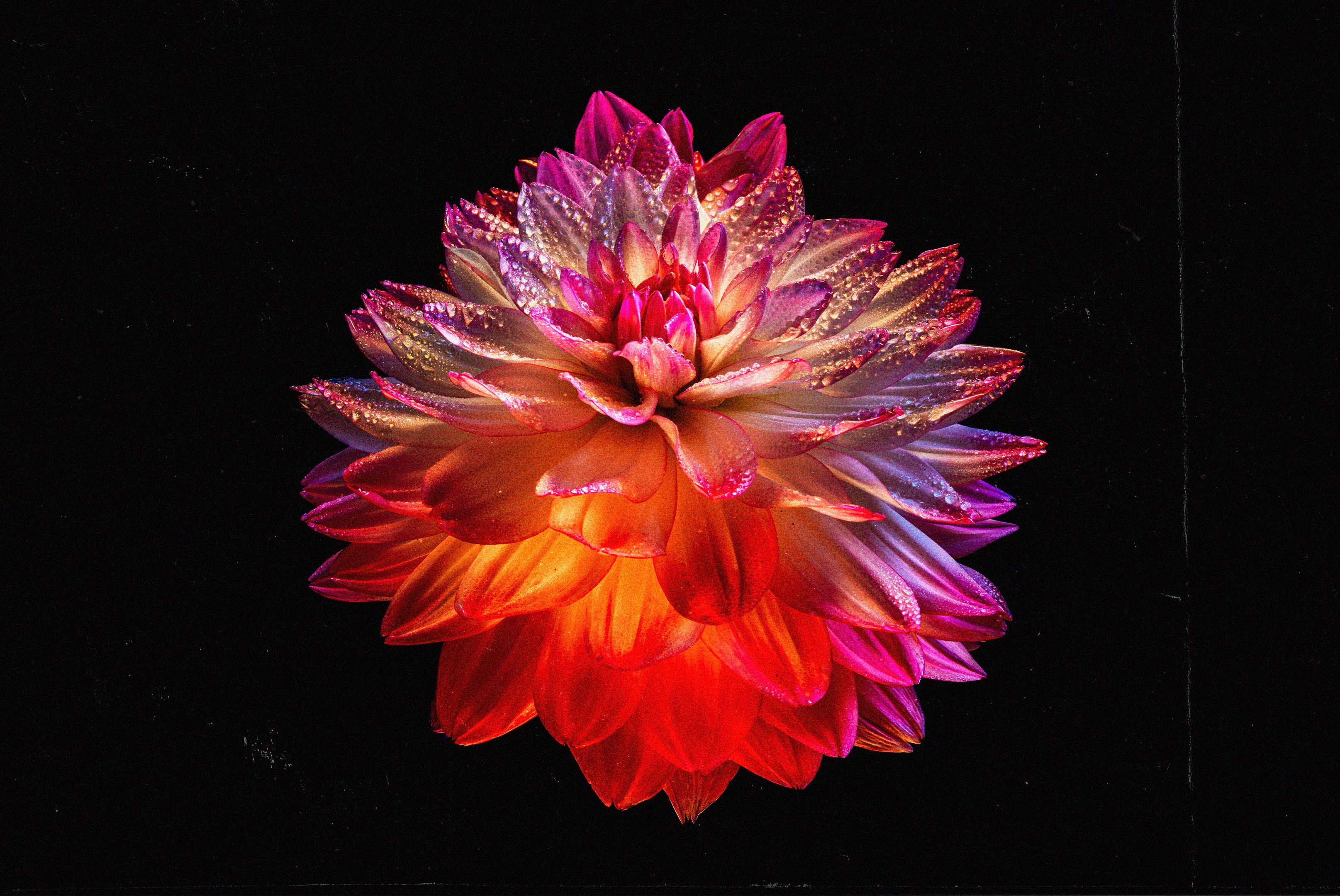 Chris Corsini and the Collective are blooming like this beautiful red Dahlia flower on black background.